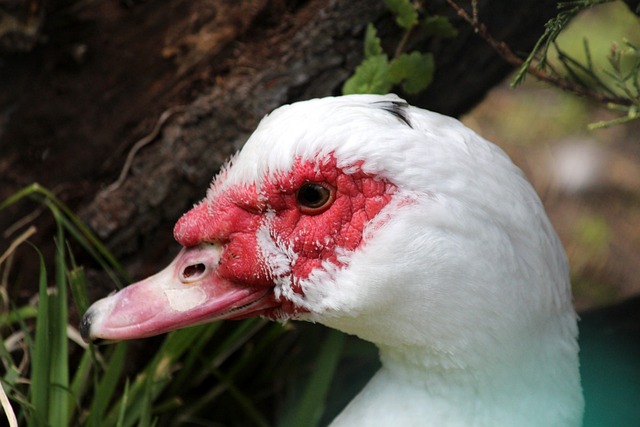 同时还能参 同时还能参